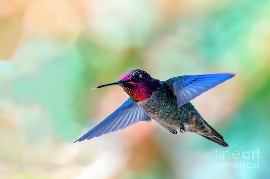 Hummingbird in flight  Photograph by David Zanzinger