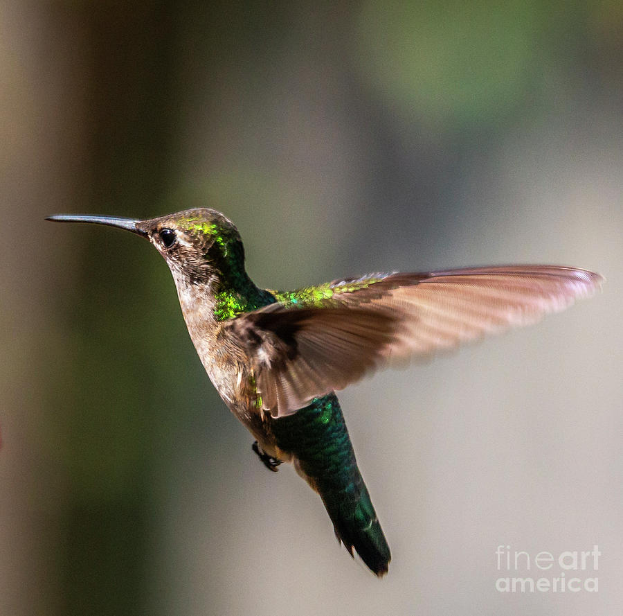 Wildlife Photograph - Hummingbird In Flight by Edie Ann Mendenhall