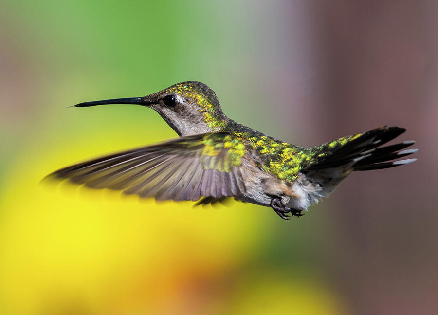 Hummingbird in Flight Photograph by Eric Miller