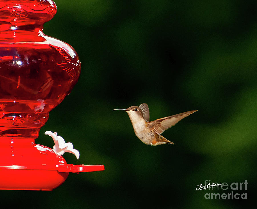Hummingbird Photograph - Hummingbird in Flight by Jim Calarese