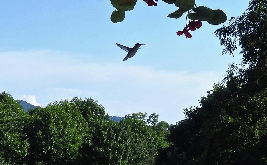 Hummingbird In Flight Photograph by Kathy Chism