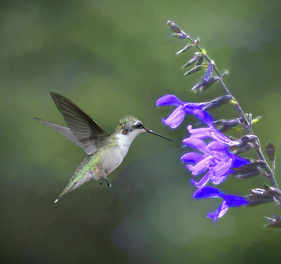 Hummingbird in Flight Photograph by Mary Lynn Giacomini