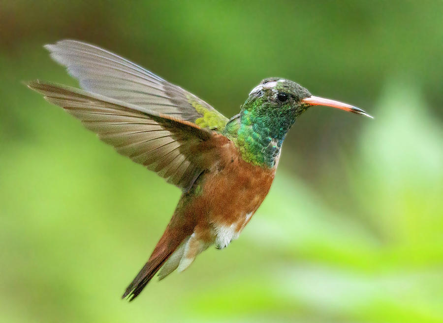 Hummingbird in flight Photograph by Pietro Ebner
