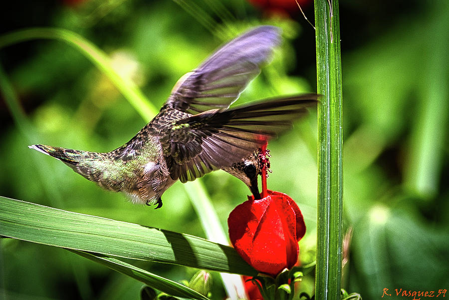 Hummingbird In Flight Photograph by Rene Vasquez