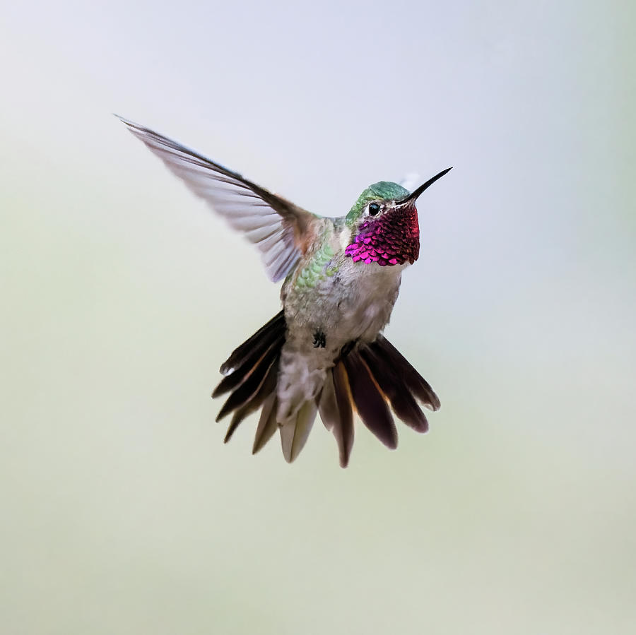 Hummingbird In Flight Photograph by Shane Bechler