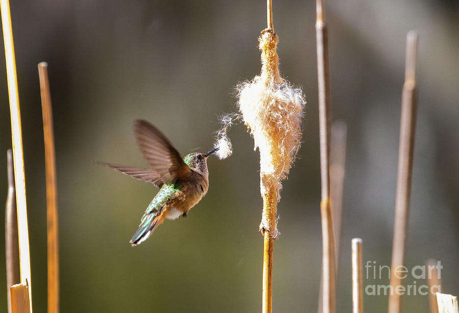 Hummingbird in Flight Photograph by Steven Krull