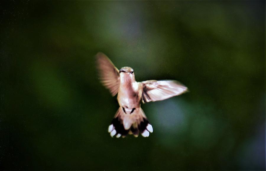 - Hummingbird in flight Photograph by THERESA Nye