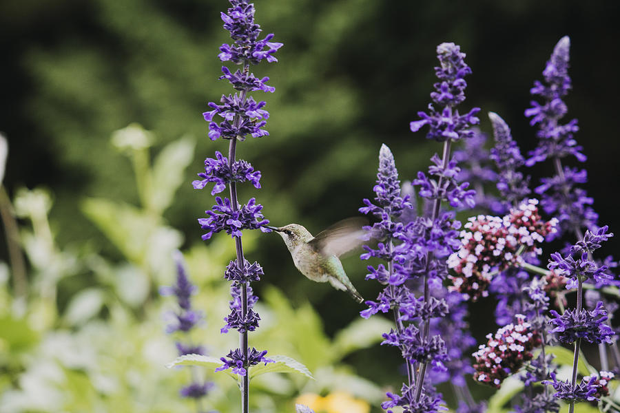 Hummingbird in Flight Photograph by Vanessa Lassin Photography