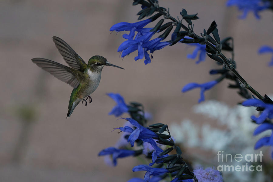 Hummingbird in Flight3 Photograph by Jim Schmidt MN