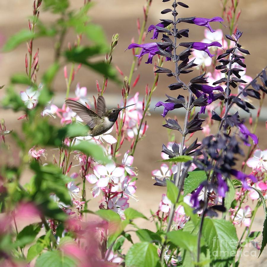 Hummingbird in Flower Garden Square Photograph by Carol Groenen