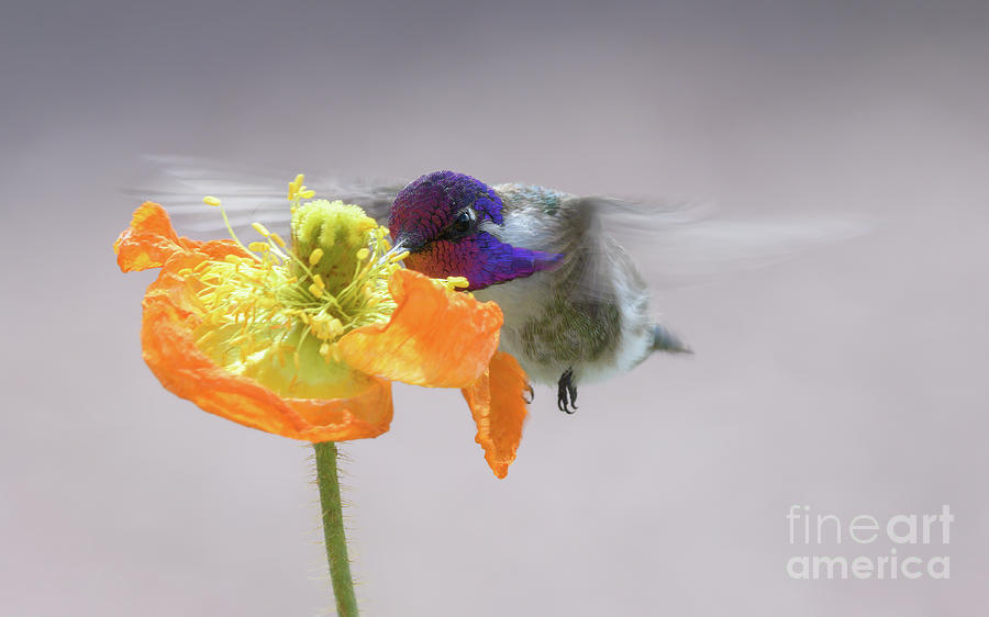 Hummingbird Photograph - Hummingbird in Flower by Lisa Manifold