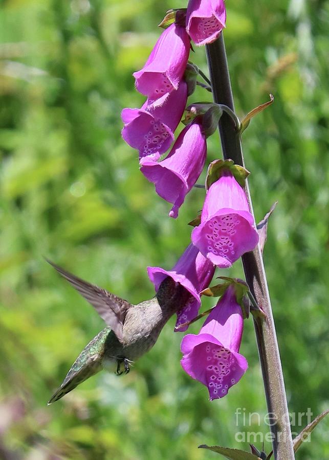 Hummingbird in Foxglove Flower Photograph by Carol Groenen