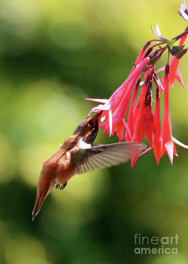 Hummingbird in Fuchsias Shadow Photograph by Carol Groenen