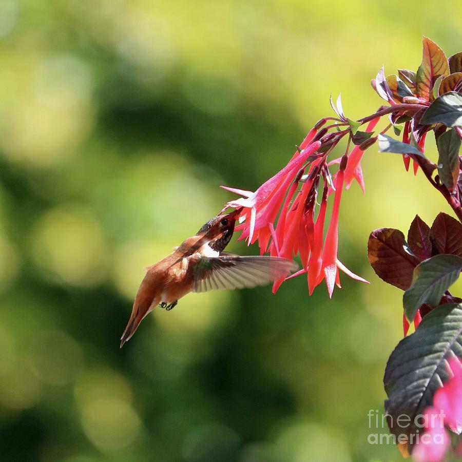 Hummingbird in Fuchsias Shadow Square Photograph by Carol Groenen