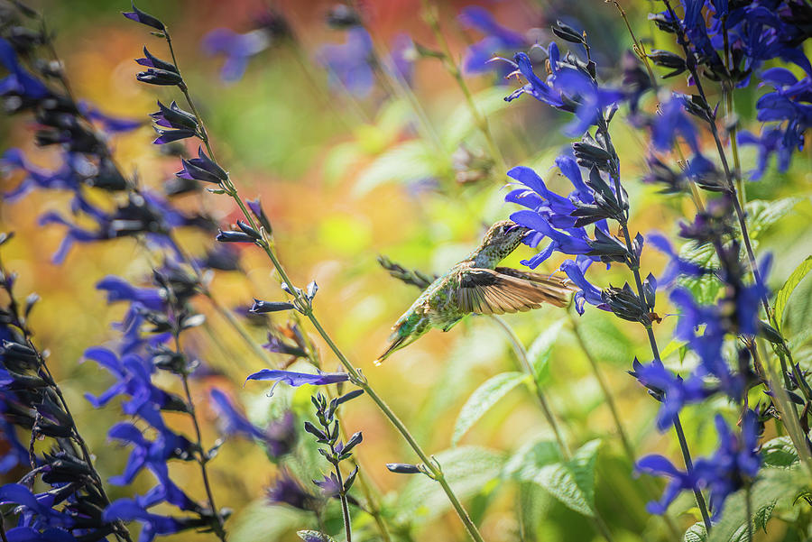 Hummingbird in Garden 1 Photograph by Ryan Weddle