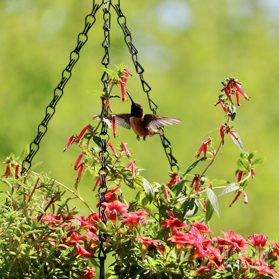Hummingbird In Hanging Basket Carol Groenen 