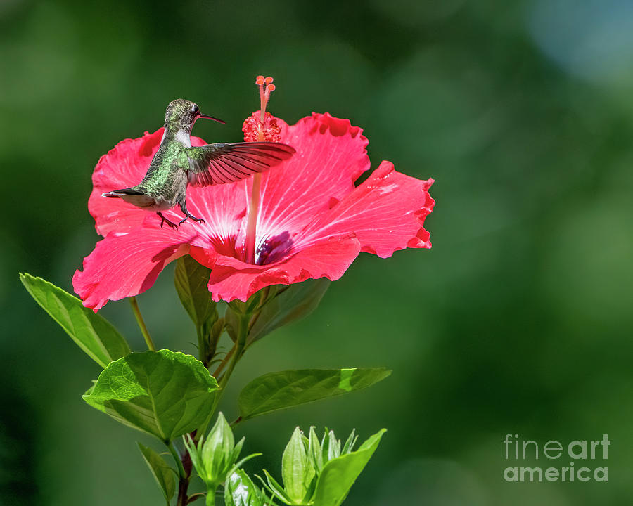 Hummingbird in Hibiscus Photograph by Bonnie Barry