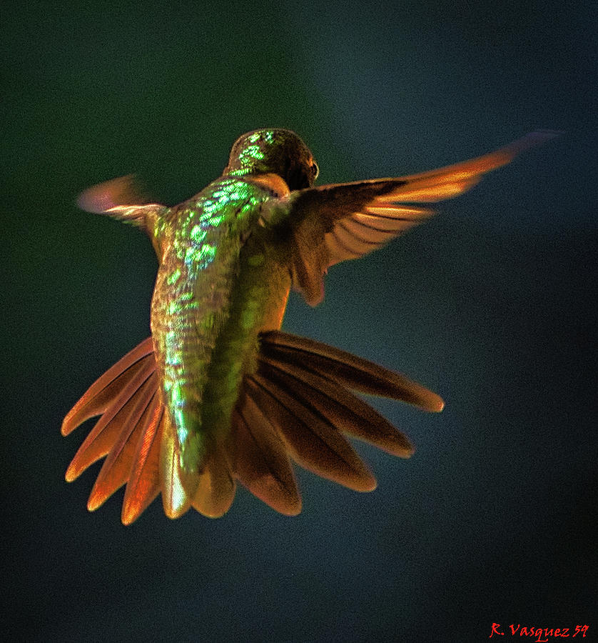 Hummingbird In Hover Photograph by Rene Vasquez