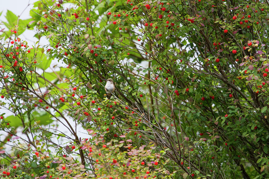 Hummingbird in Huckleberry Bush Photograph by Peggy Collins