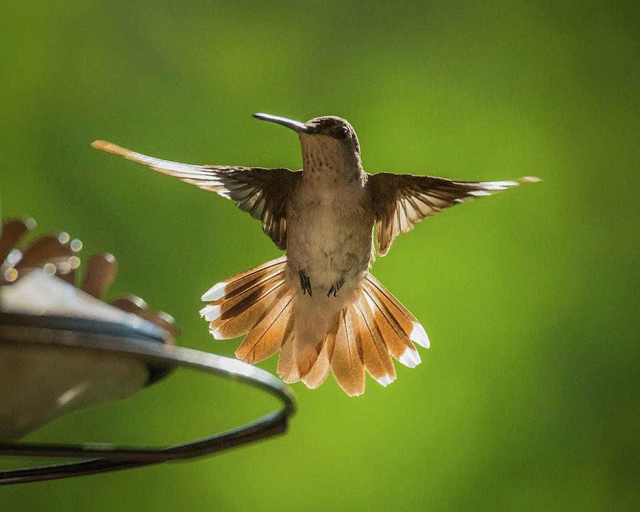Hummingbird in Idaho Photograph by Janis Knight