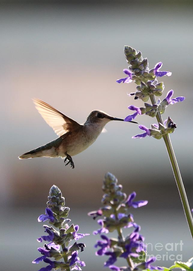 Hummingbird Photograph - Hummingbird in Morning Sunshine by Carol Groenen