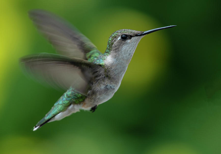 Hummingbird in Motion Photograph by Eric Miller
