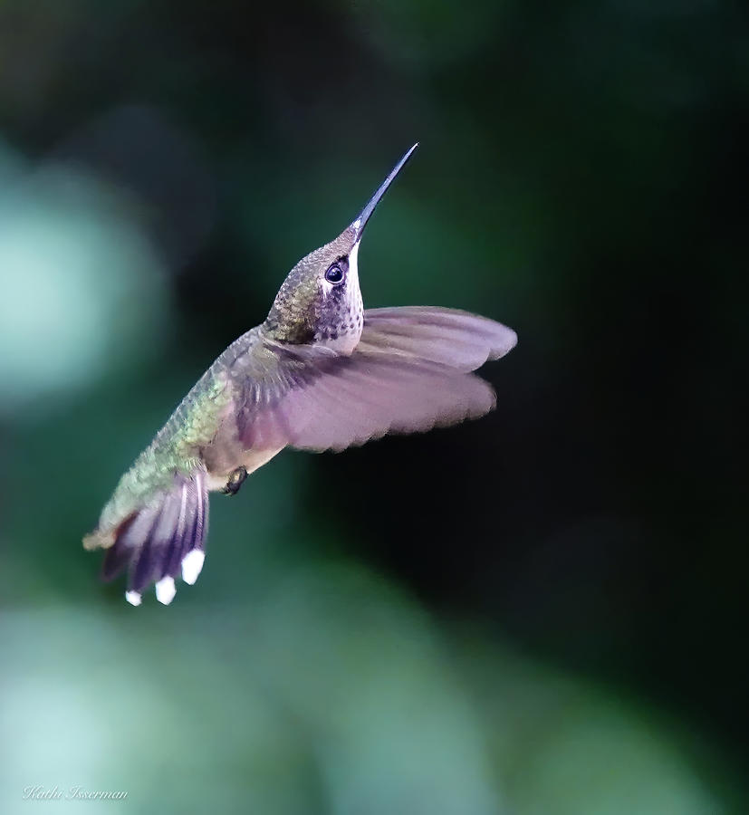 Hummingbird in Motion Photograph by Kathi Isserman