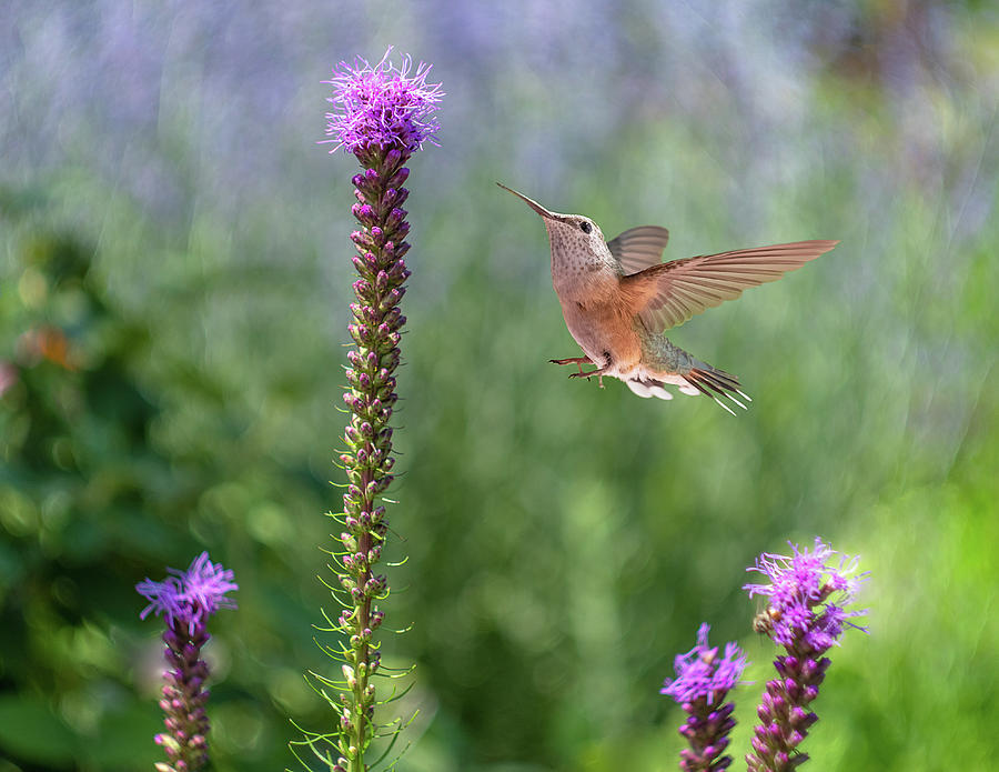 Hummingbird in my Garden Photograph by Kristal Kraft
