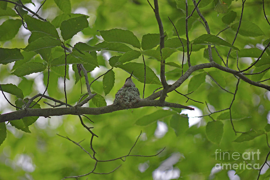 Hummingbird In Nest Photograph