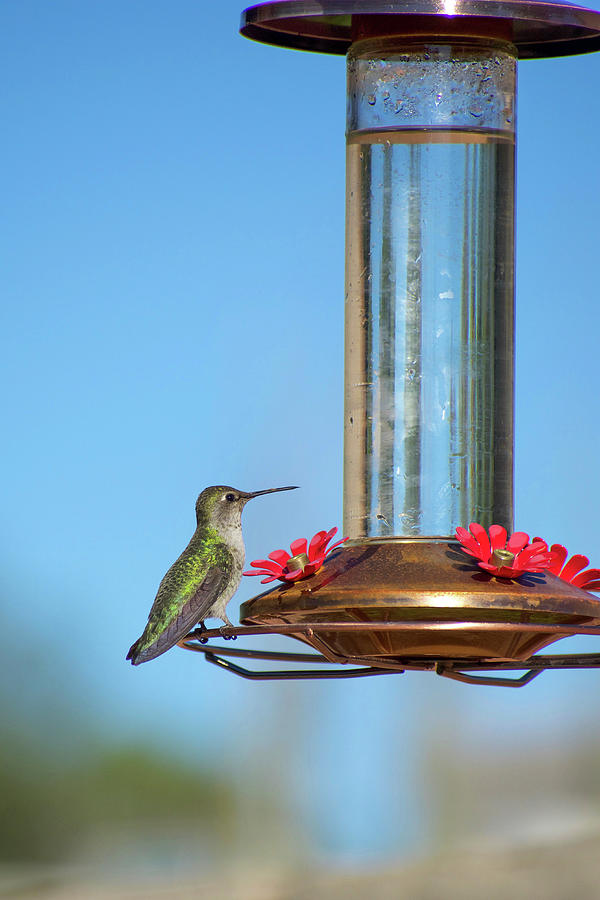 Hummingbird in profile on feeder in vertical format Photograph by Jill ...