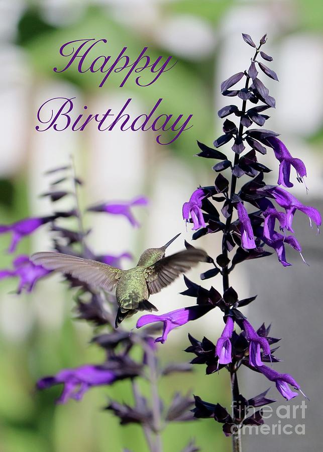 Hummingbird in Purple Salvia Birthday Card Photograph by Carol Groenen