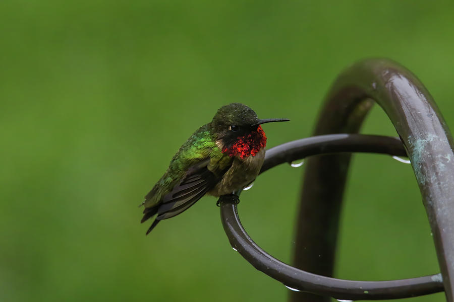 Hummingbird In Rain Photograph by Brook Burling
