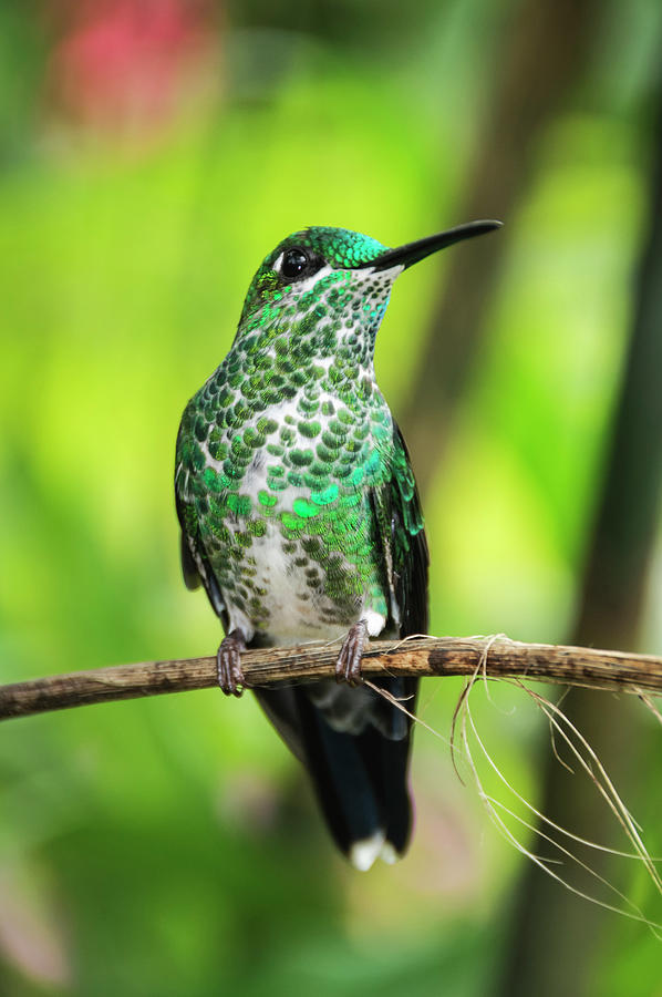 Hummingbird in Rainforest Photograph by Oscar Gutierrez