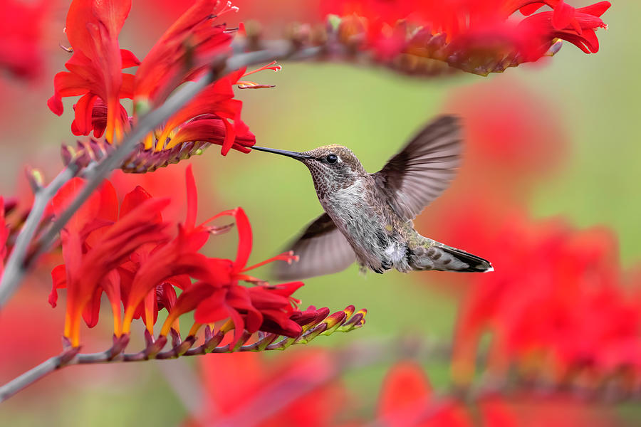 Hummingbird In Red Photograph