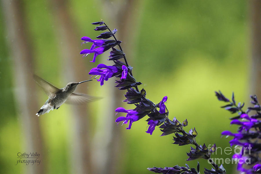 Hummingbird in Texas Photograph by Cathy Valle