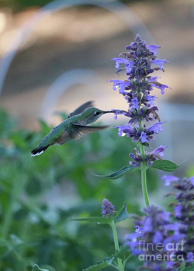 Hummingbird in the Agastache Photograph by Carol Groenen