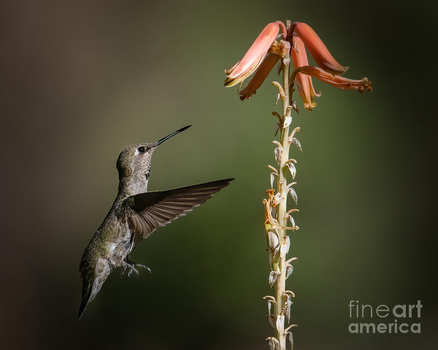 Hummingbird in the Aloe Photograph by Lisa Manifold