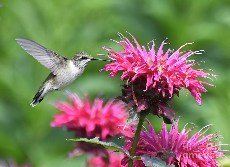 Hummingbird in the Bee Balm Photograph by Kerri Farley
