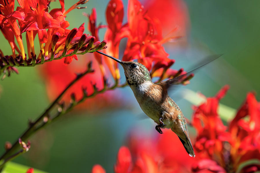 Hummingbird in the Crocosmia Photograph by Robert Potts