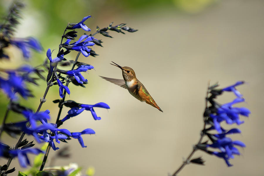 Hummingbird in the Garden Photograph by Bill Cubitt