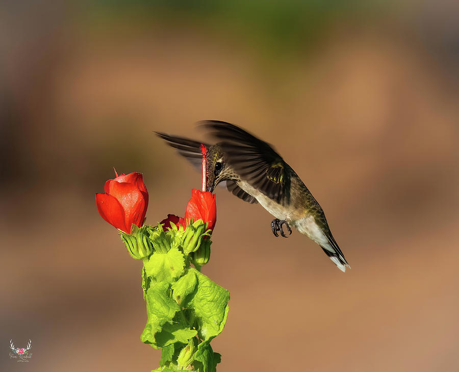 Hummingbird in the Garden Photograph by Pam Rendall