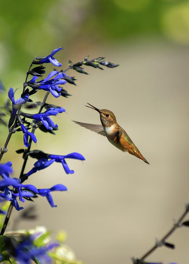 Hummingbird in the Garden vertical Photograph by Bill Cubitt