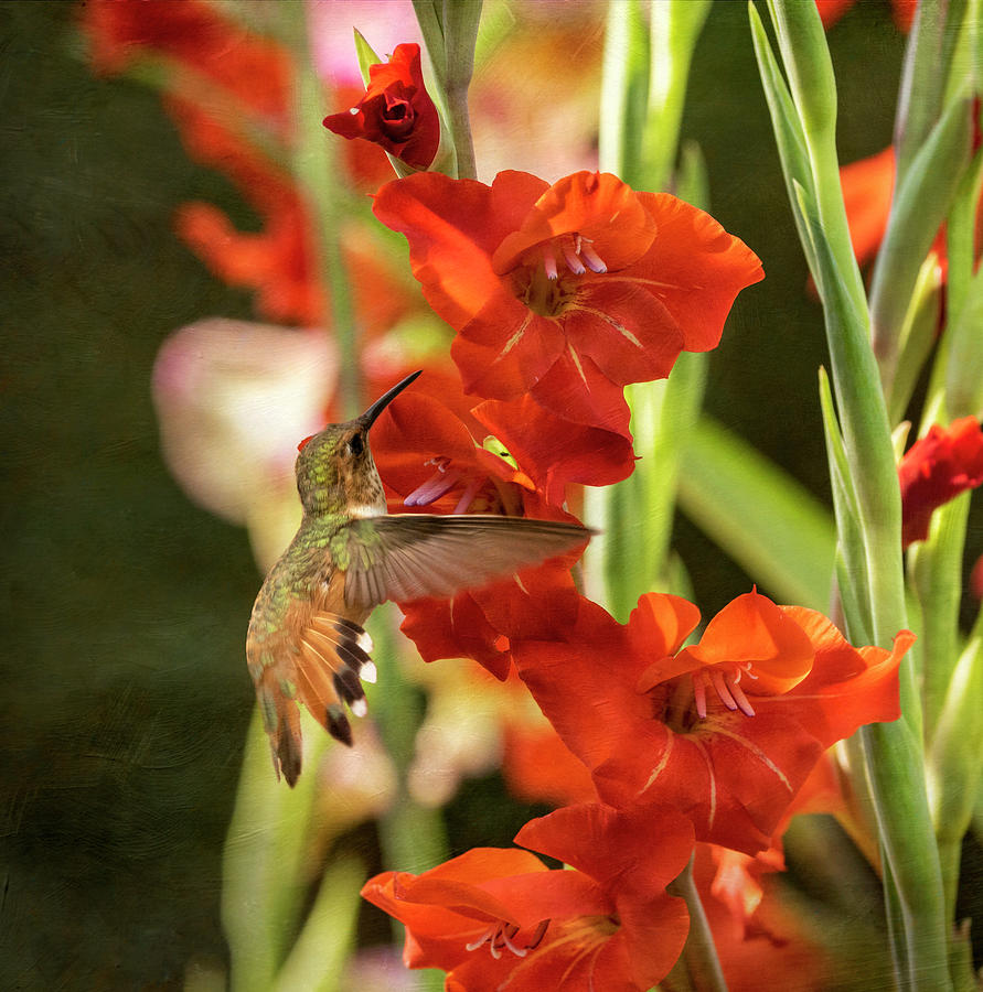 Hummingbird in the Gladiola Garden Photograph by Angie Vogel