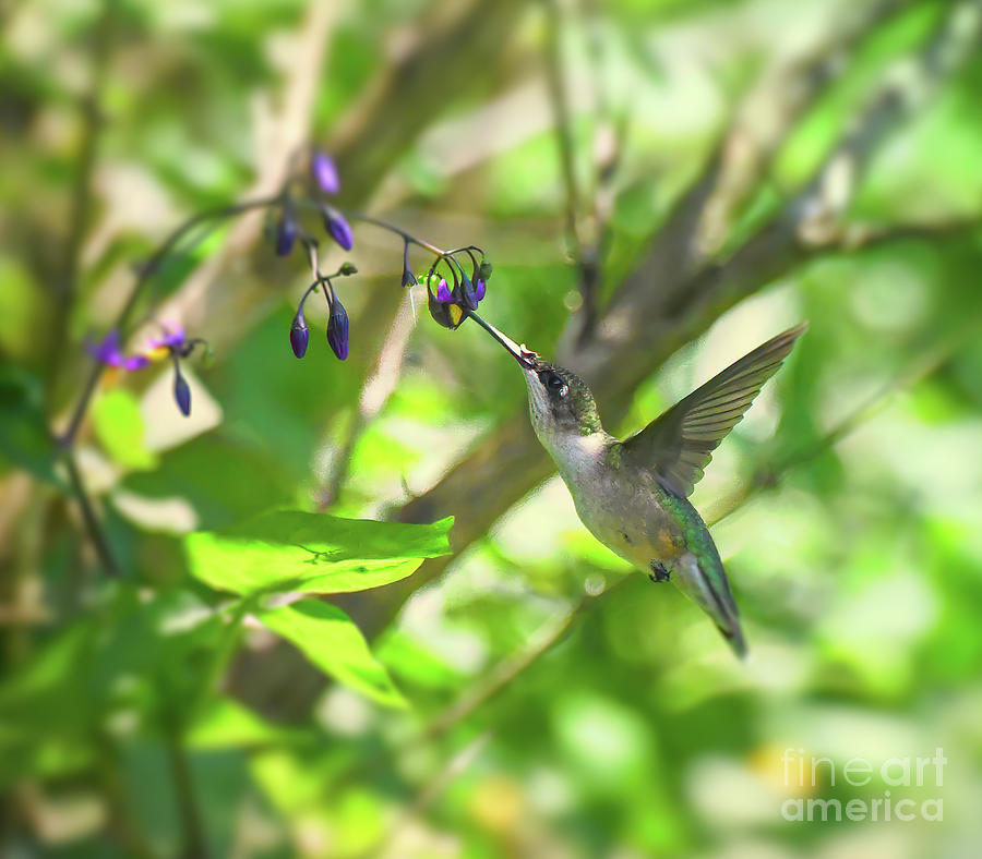Hummingbird in the Nightshade Wildflowers Photograph by Kerri Farley