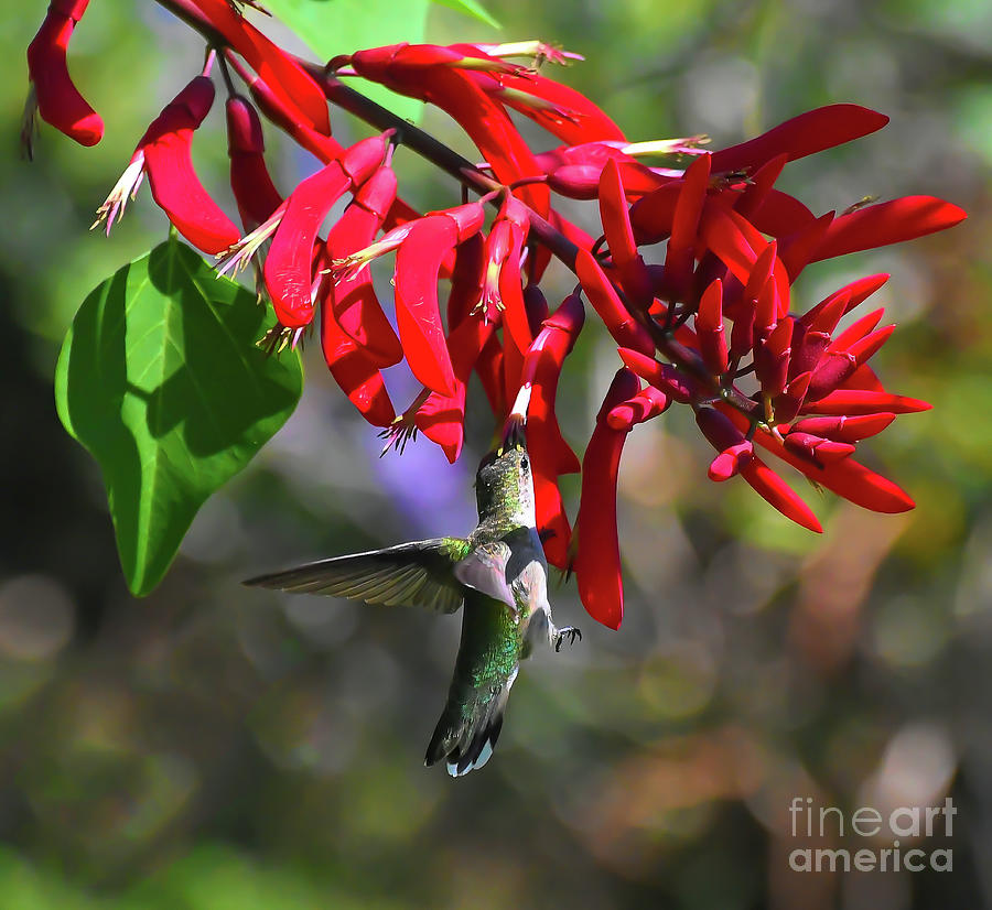 Hummingbird in the Red Photograph by Kerri Farley