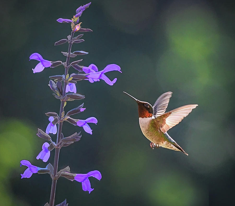 Hummingbird in the Summer Garden  Photograph by Mary Lynn Giacomini