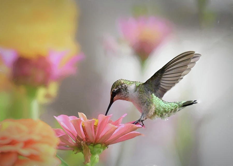 Hummingbird in the Zinnia Garden  Photograph by Mary Lynn Giacomini