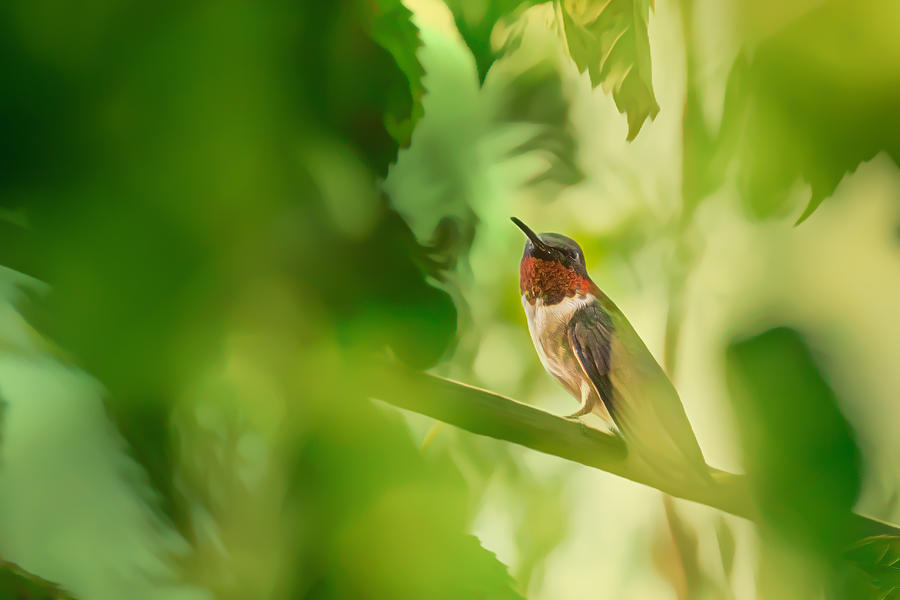 Hummingbird in Tree Photograph by Allin Sorenson