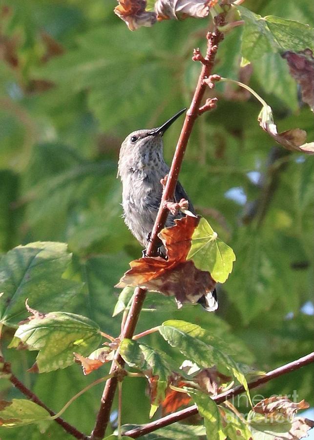 Hummingbird In Tree Photograph