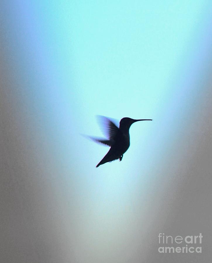 Hummingbird in Twilights Glow  Photograph by Charlene Adler